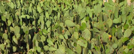 Nopal Powder Capsules (Prickly Pear) High Altitude Mountain Crop Nopal Powder Capsules (Prickly Pear) High Altitude Mountain Crop