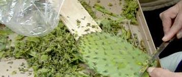 Nopal Powder Capsules (Prickly Pear) Cleaning & Scaling Nopal Powder Capsules (Prickly Pear) Cleaning & Scaling